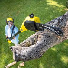 How Our Tree Care Process Works  in  Far Hills, NJ