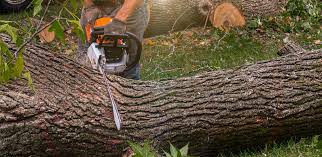 Best Weed Control  in Far Hills, NJ