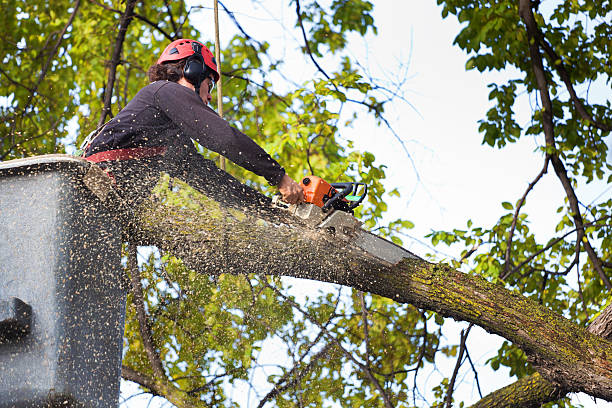 Tree and Shrub Care in Far Hills, NJ